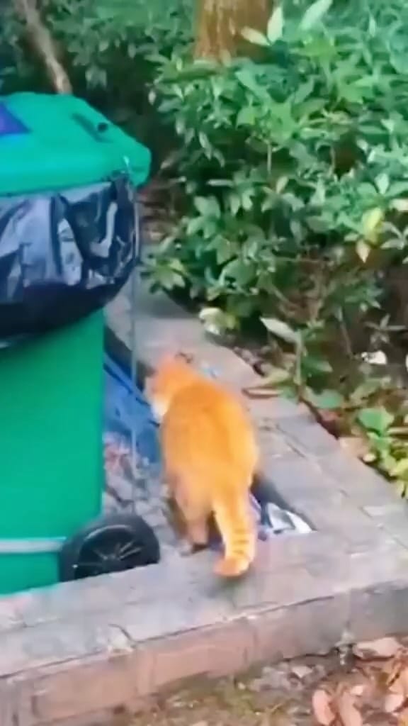 Post 1 by THE DREAM KITTEN | Target🎯200K on Instagram (video)