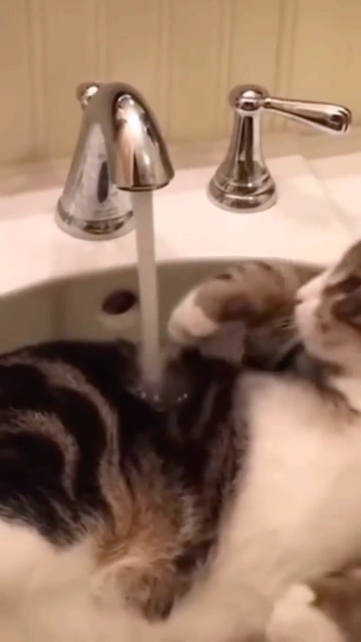 Post 5 by THE DREAM KITTEN | Target🎯200K on Instagram (video)