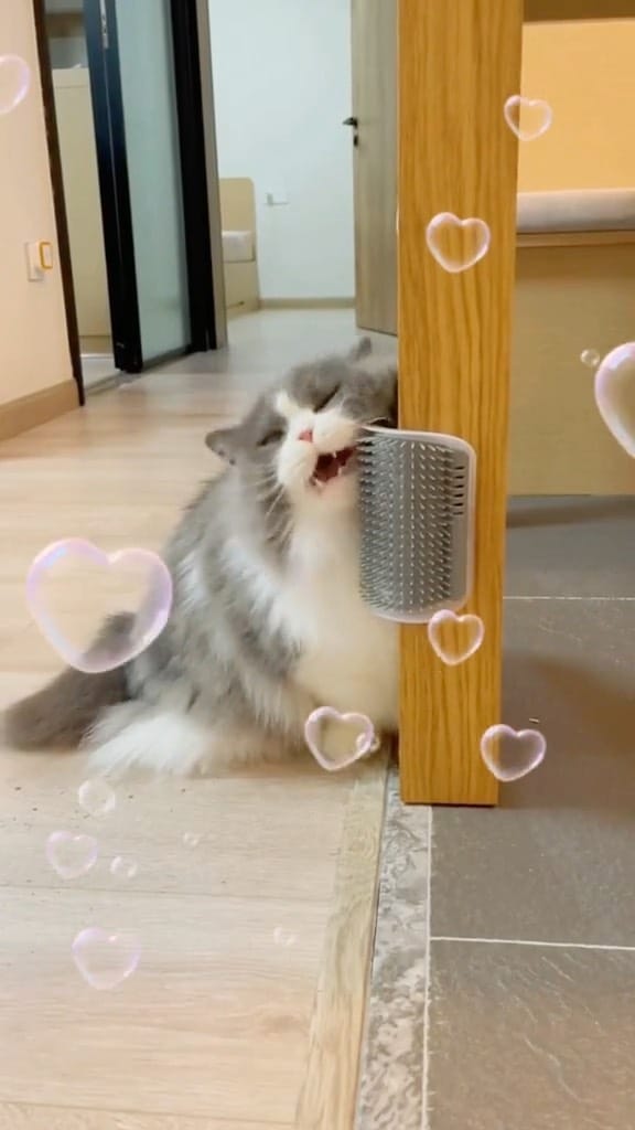 Post 7 by THE DREAM KITTEN | Target🎯200K on Instagram (video)