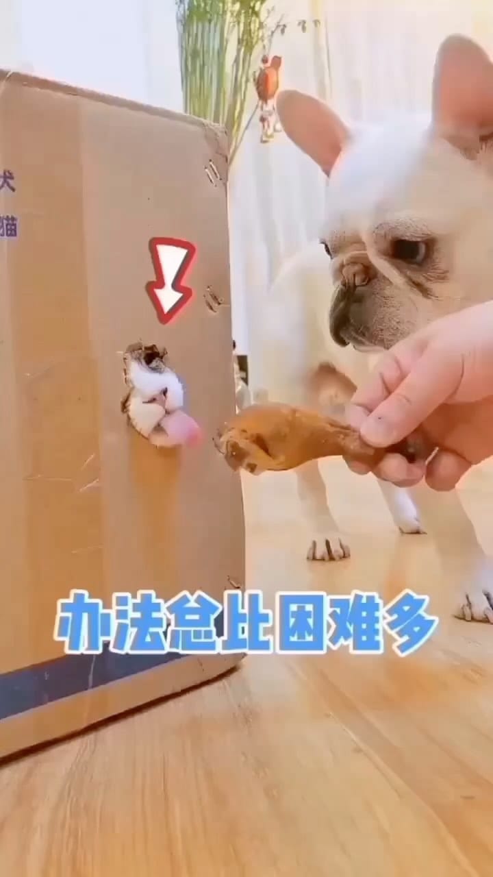 Post 9 by THE DREAM KITTEN | Target🎯200K on Instagram (video)