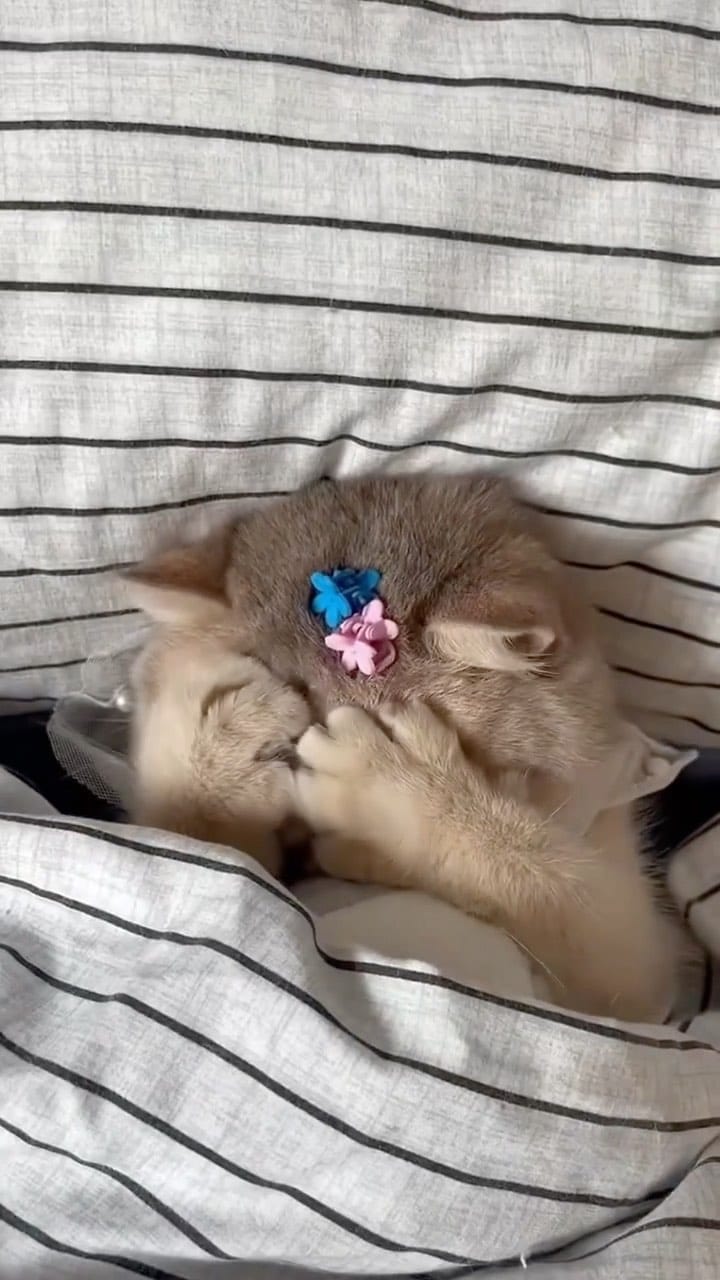 Post 10 by THE DREAM KITTEN | Target🎯200K on Instagram (video)