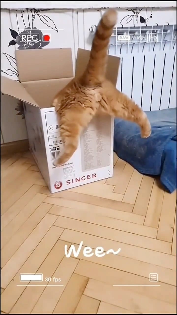 Post 6 by THE DREAM KITTEN | Target🎯200K on Instagram (video)