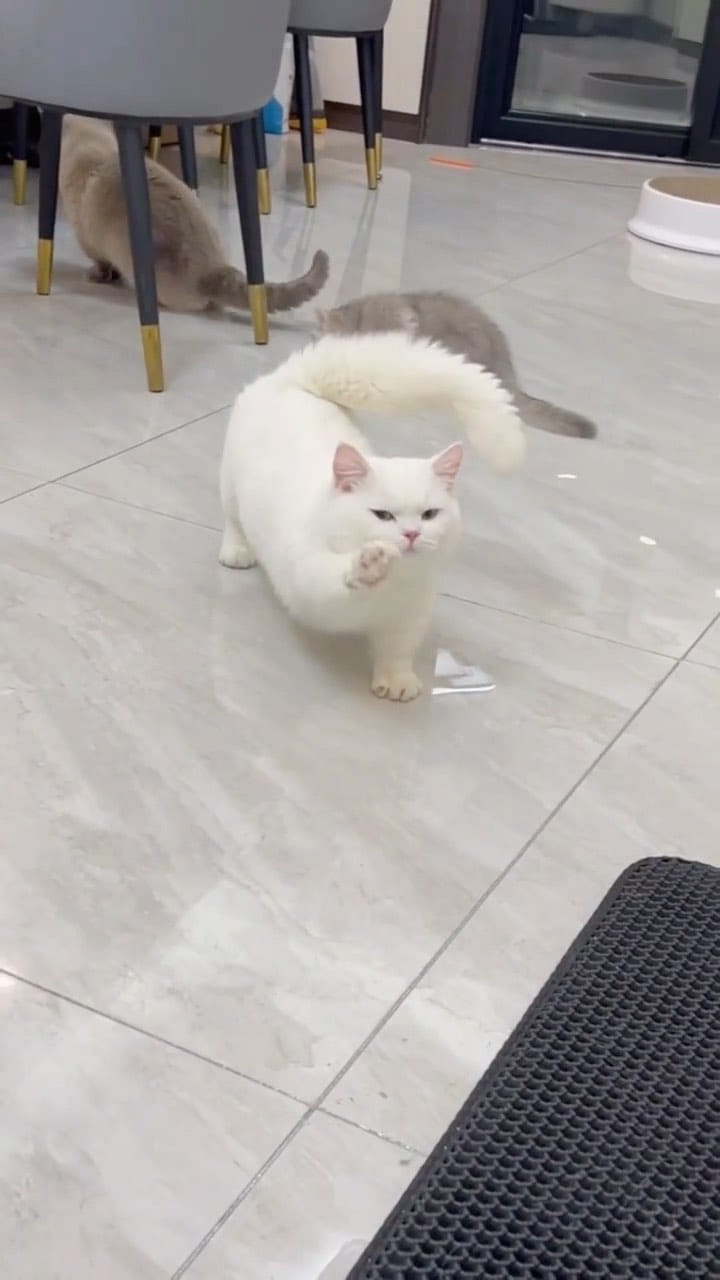 Post 2 by THE DREAM KITTEN | Target🎯200K on Instagram (video)