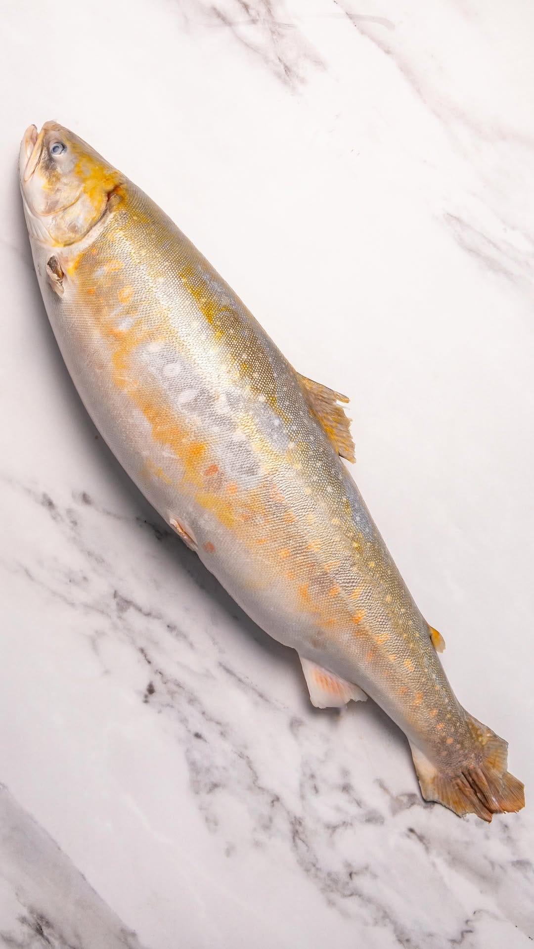 Post 4 by Daily Seafood on Instagram (video)