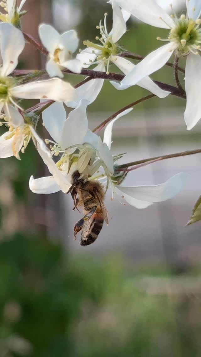 Post 1 by Gees Bees Honey Company on Instagram (video)
