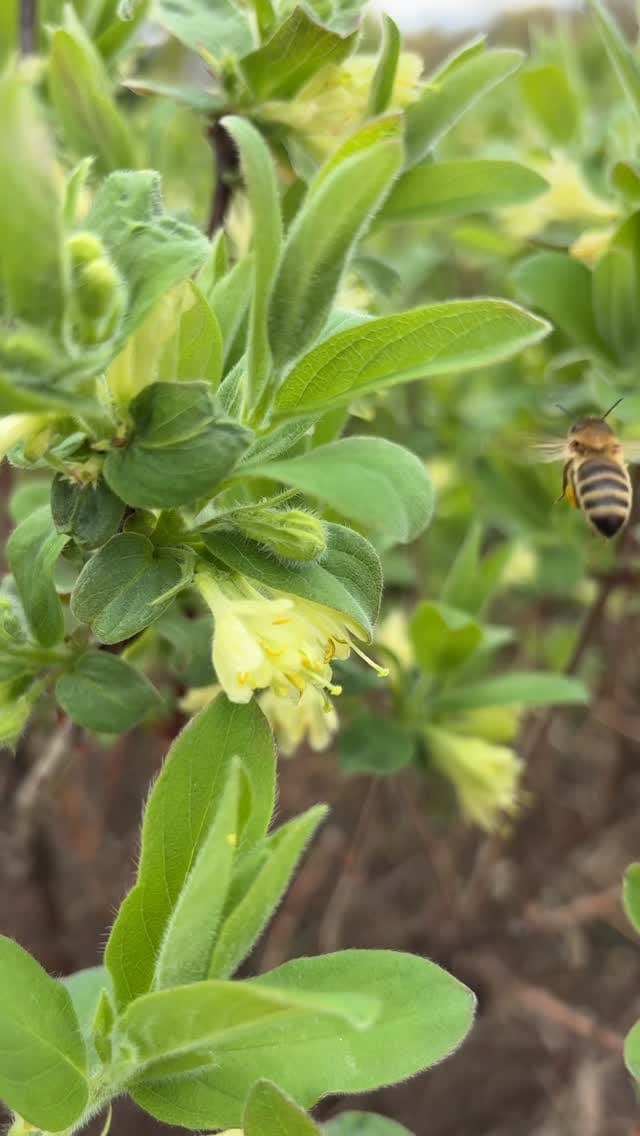 Post 8 by Gees Bees Honey Company on Instagram (video)