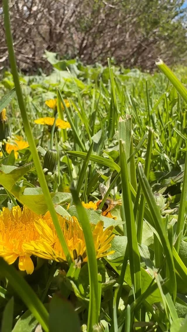 Post 5 by Gees Bees Honey Company on Instagram (video)