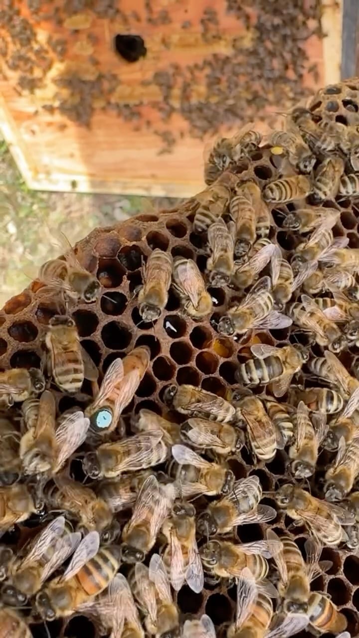 Post 10 by Gees Bees Honey Company on Instagram (video)