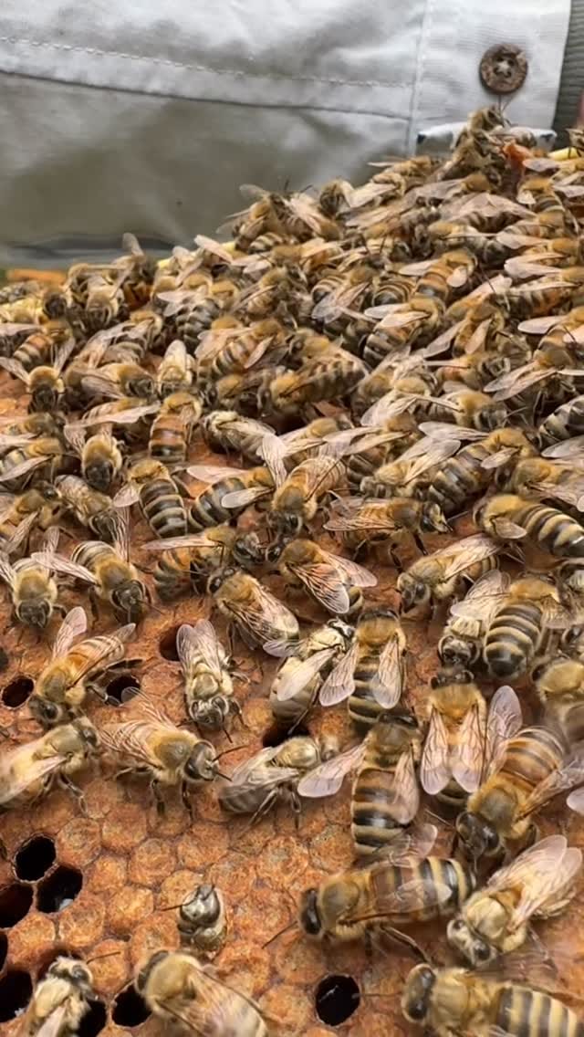 Post 4 by Gees Bees Honey Company on Instagram (video)