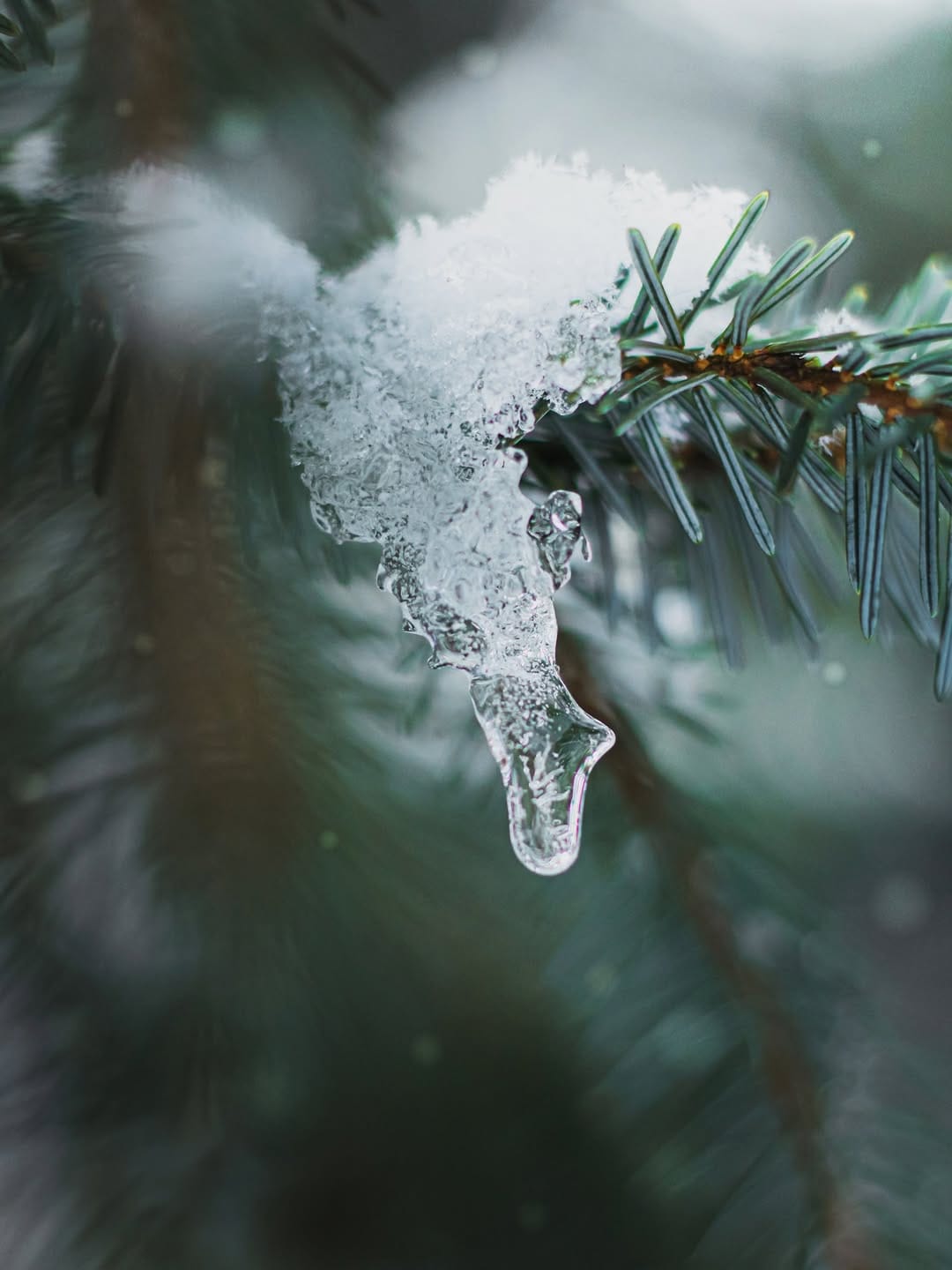 Post 10 by D I A N A🕊️| naturelove on Instagram (carousel)