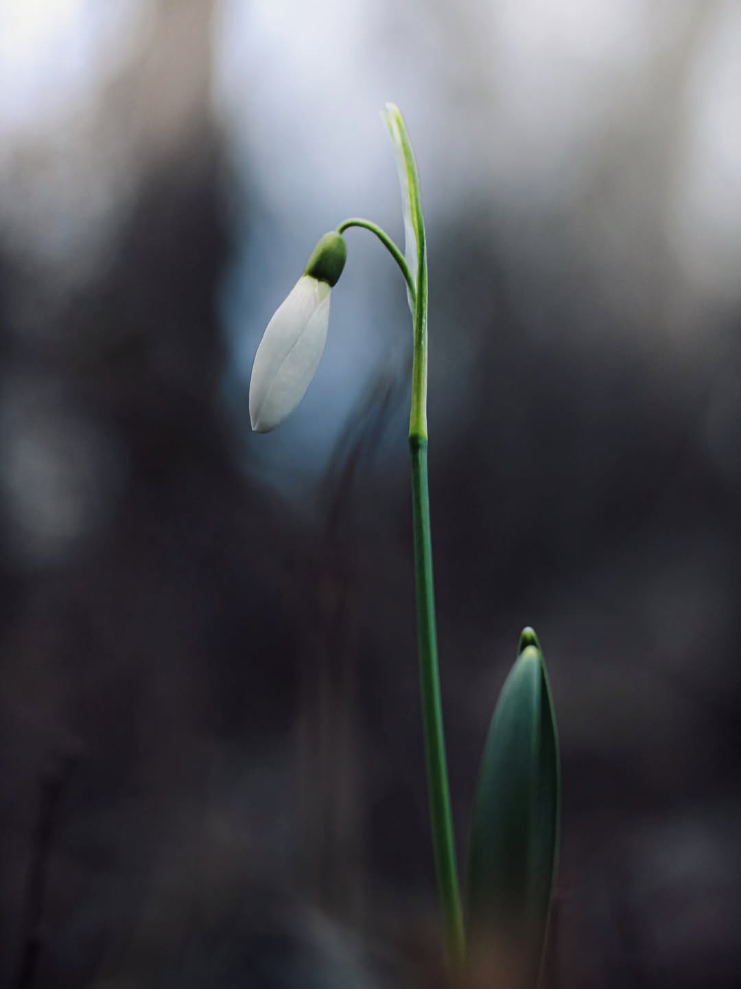 Post 8 by D I A N A🕊️| naturelove on Instagram (image)