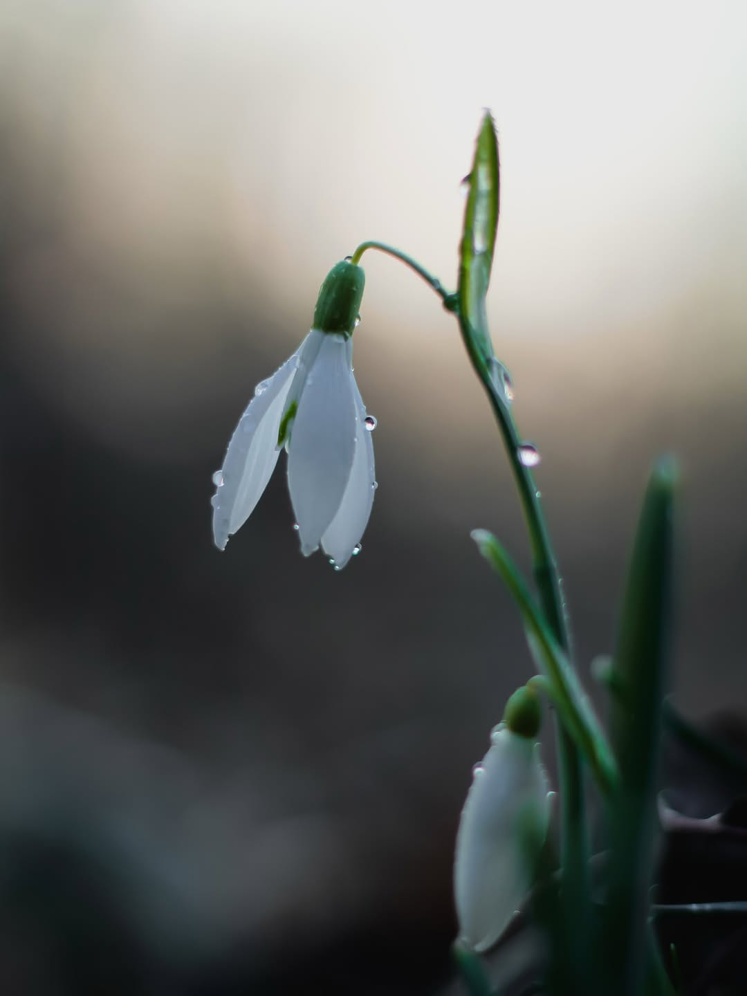 Post 5 by D I A N A🕊️| naturelove on Instagram (image)