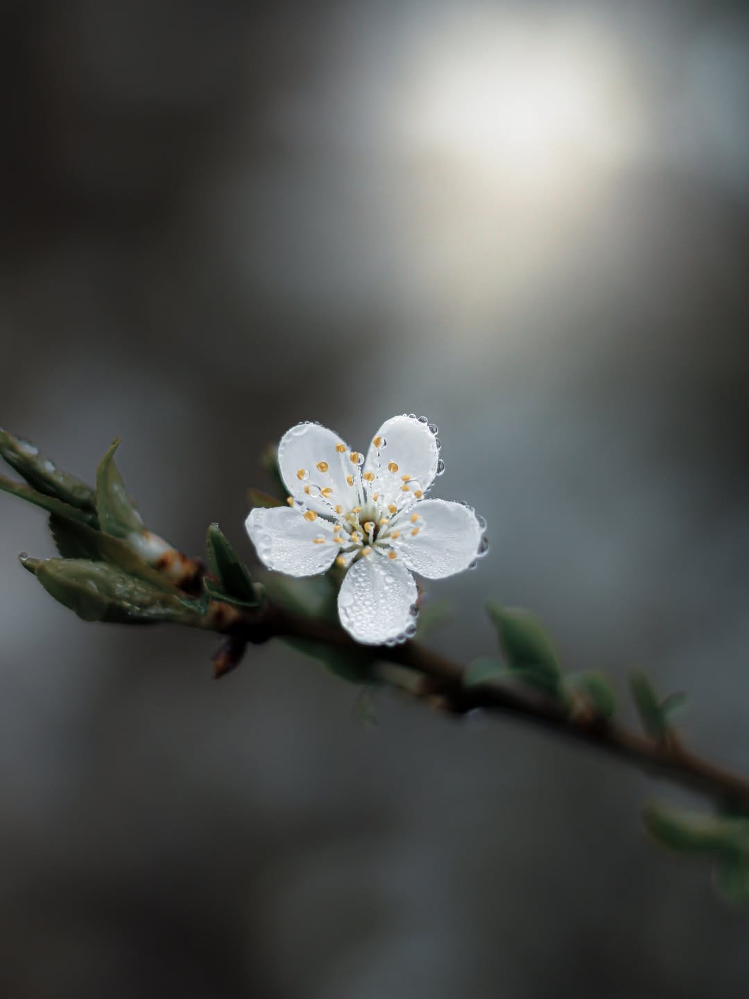 Post 4 by D I A N A🕊️| naturelove on Instagram (image)
