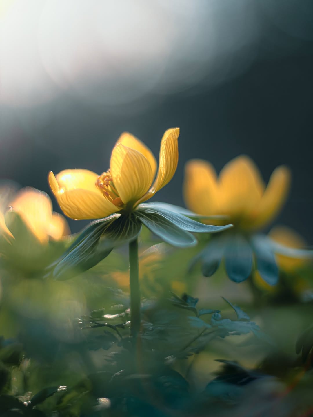 Post 6 by D I A N A🕊️| naturelove on Instagram (image)