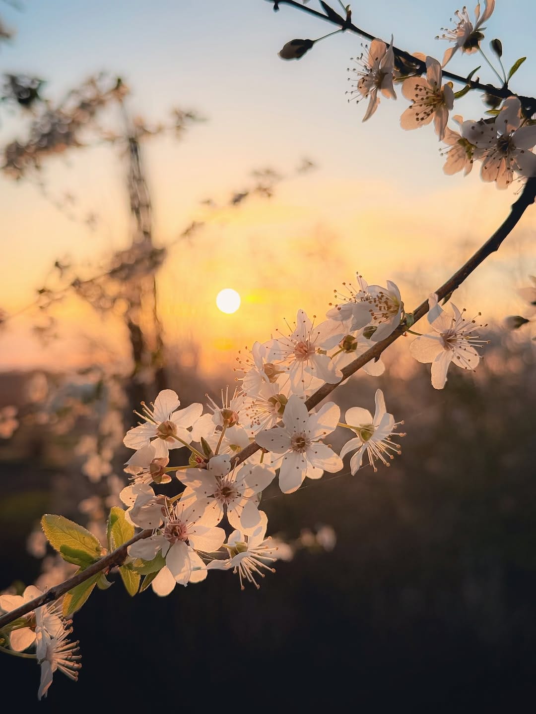 Post 3 by D I A N A🕊️| naturelove on Instagram (carousel)