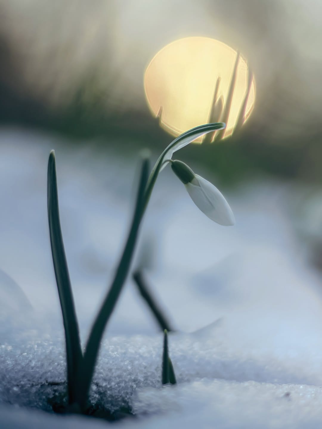 Post 7 by D I A N A🕊️| naturelove on Instagram (image)
