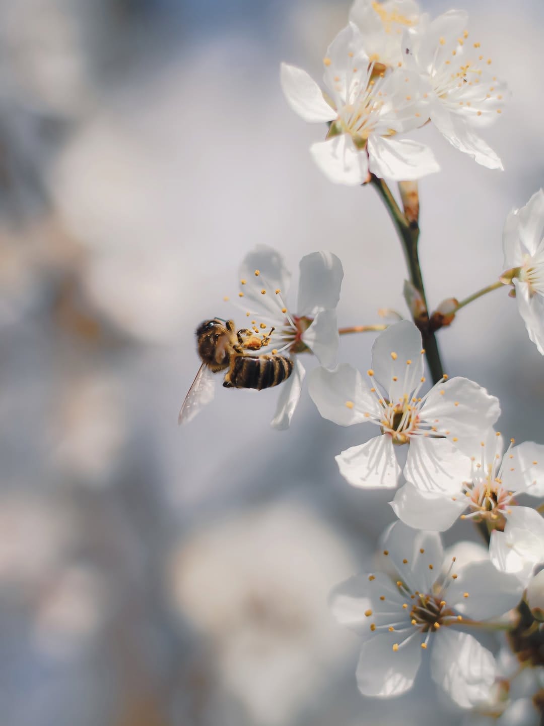 Post 2 by D I A N A🕊️| naturelove on Instagram (carousel)