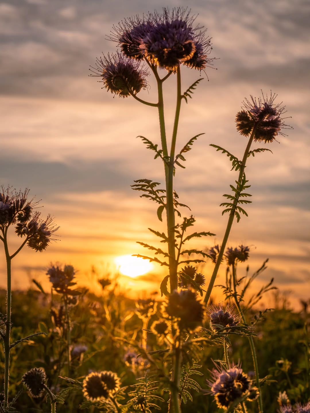 Post 10 by Udo Hartmann on Instagram (image)