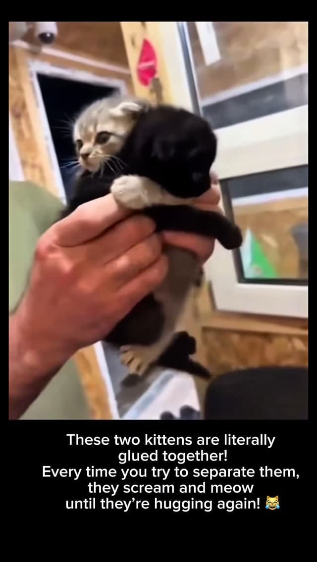 Post 8 by Farschad Roschanipour on Instagram (video)