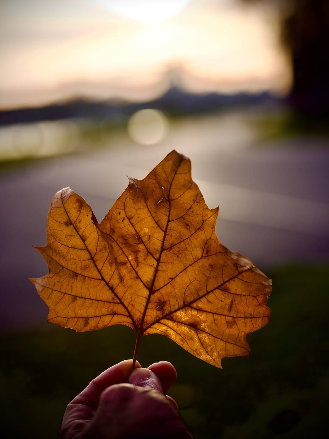 Post 5 by Farschad Roschanipour on Instagram (image)