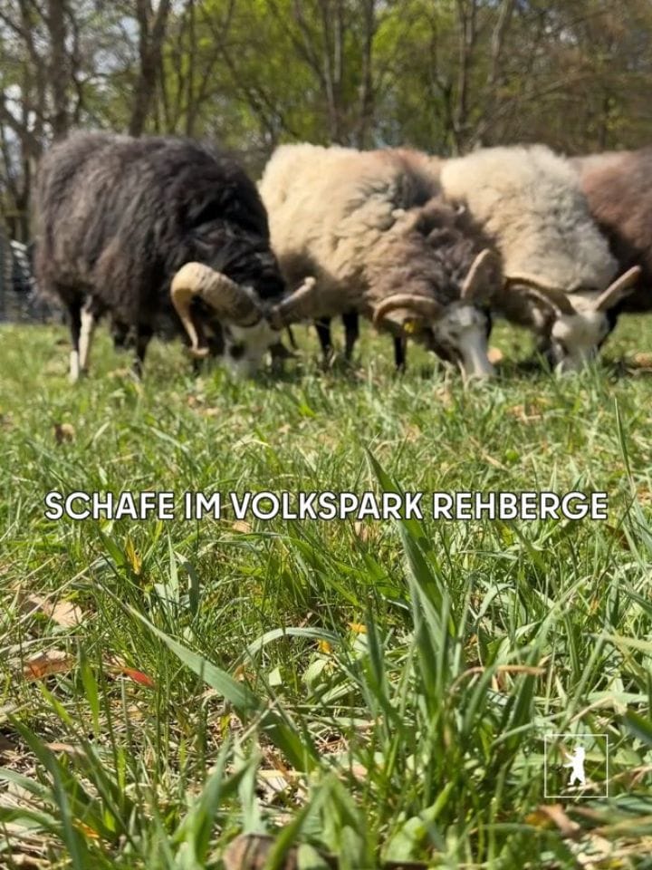 Post 8 by Bezirksamt Mitte von Berlin on Instagram (carousel)