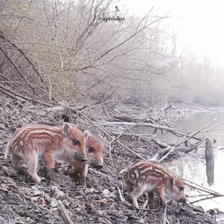 Post 2 by 𝐑𝐨𝐛𝐢𝐧 𝐒𝐚𝐧𝐝𝐟𝐨𝐫𝐭 on Instagram (video)