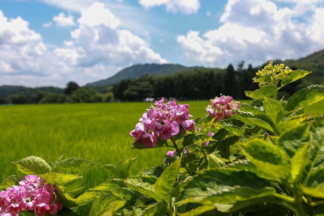 Post 7 by komorebi photos🍃 on Instagram (image)
