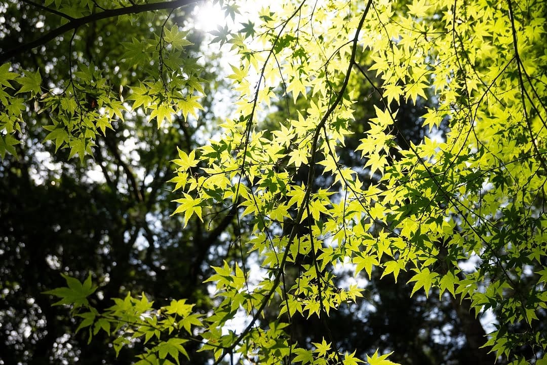 Post 5 by komorebi photos🍃 on Instagram (image)