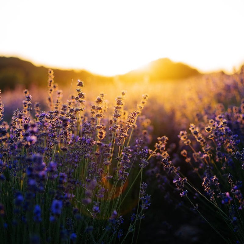 Post 4 by Kira Hollmann on Instagram (image)