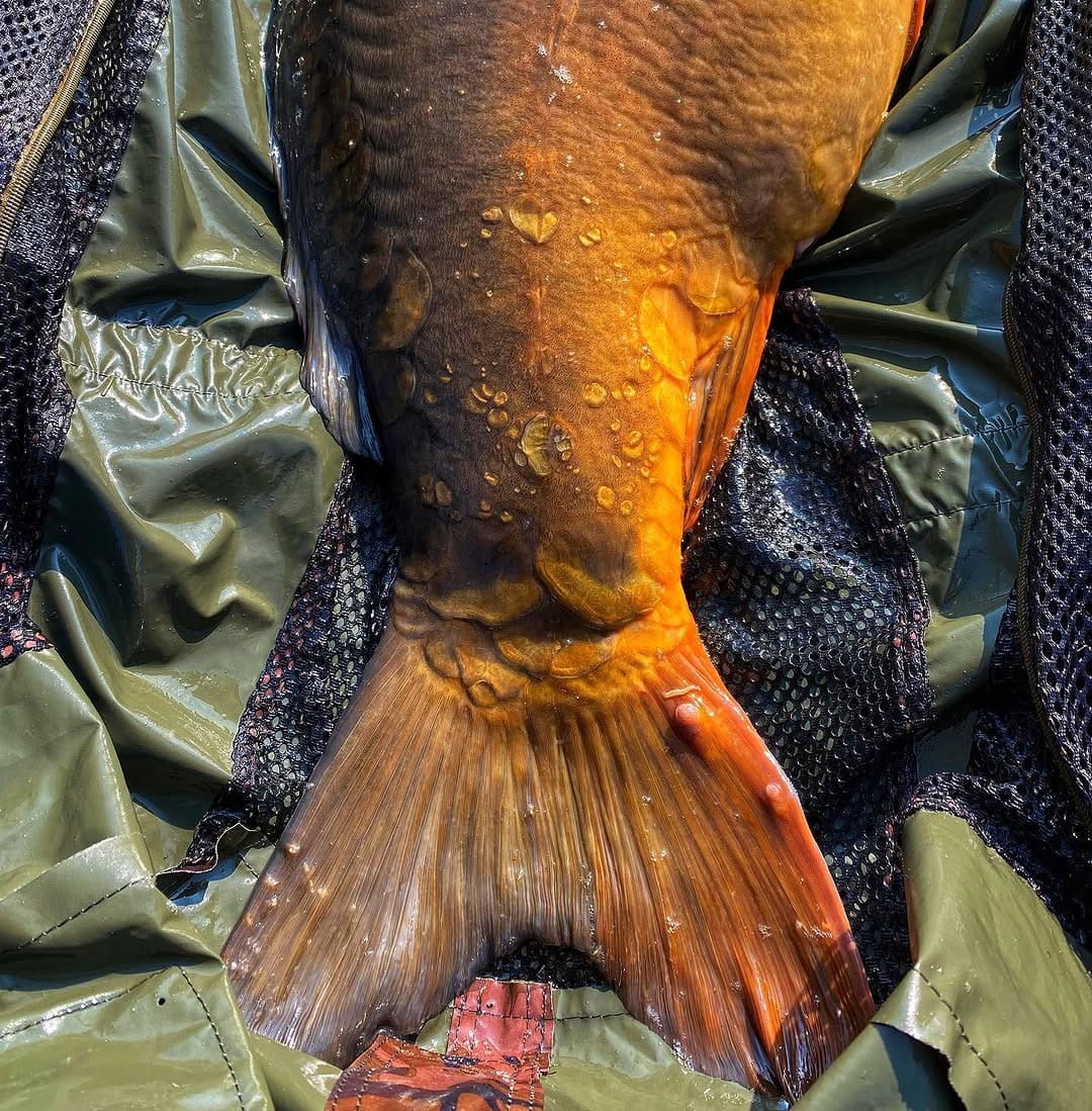 Post 10 by Carp Hero on Instagram (image)