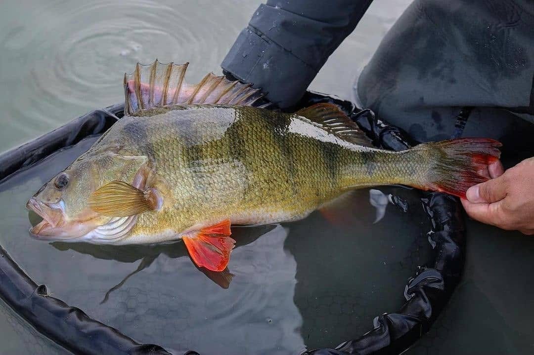 Post 10 by BaitNFish on Instagram (image)