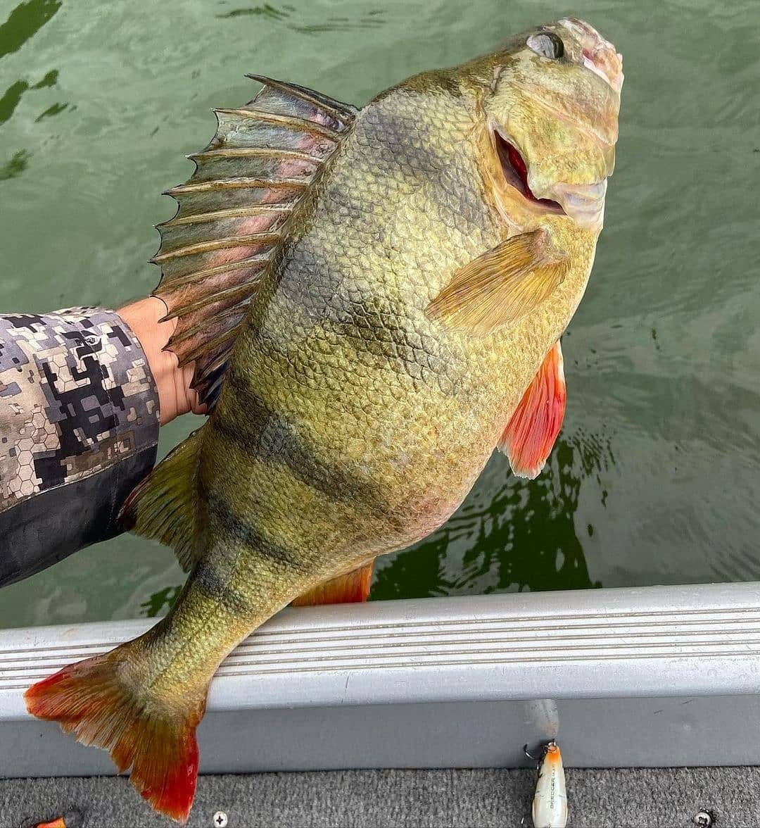 Post 9 by BaitNFish on Instagram (image)