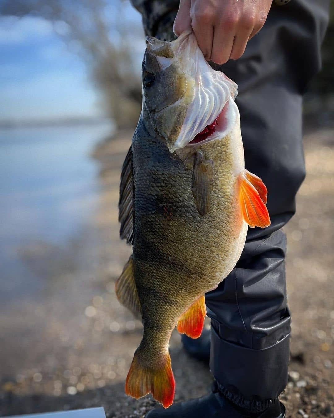 Post 6 by BaitNFish on Instagram (image)