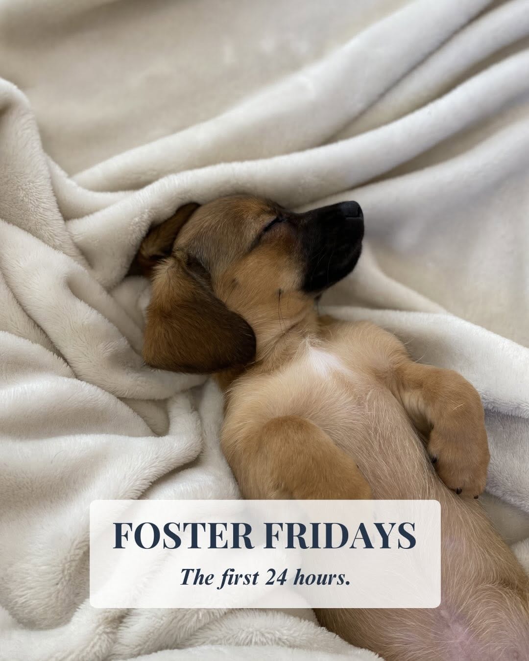 Post 8 by Northern Hope Dog Rescue on Instagram (carousel)