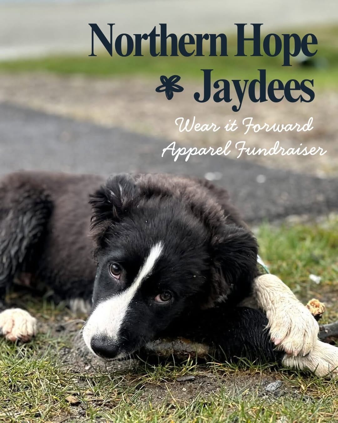 Post 2 by Northern Hope Dog Rescue on Instagram (carousel)