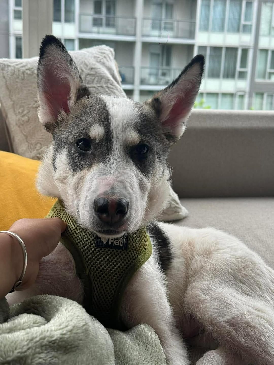Post 4 by Northern Hope Dog Rescue on Instagram (carousel)