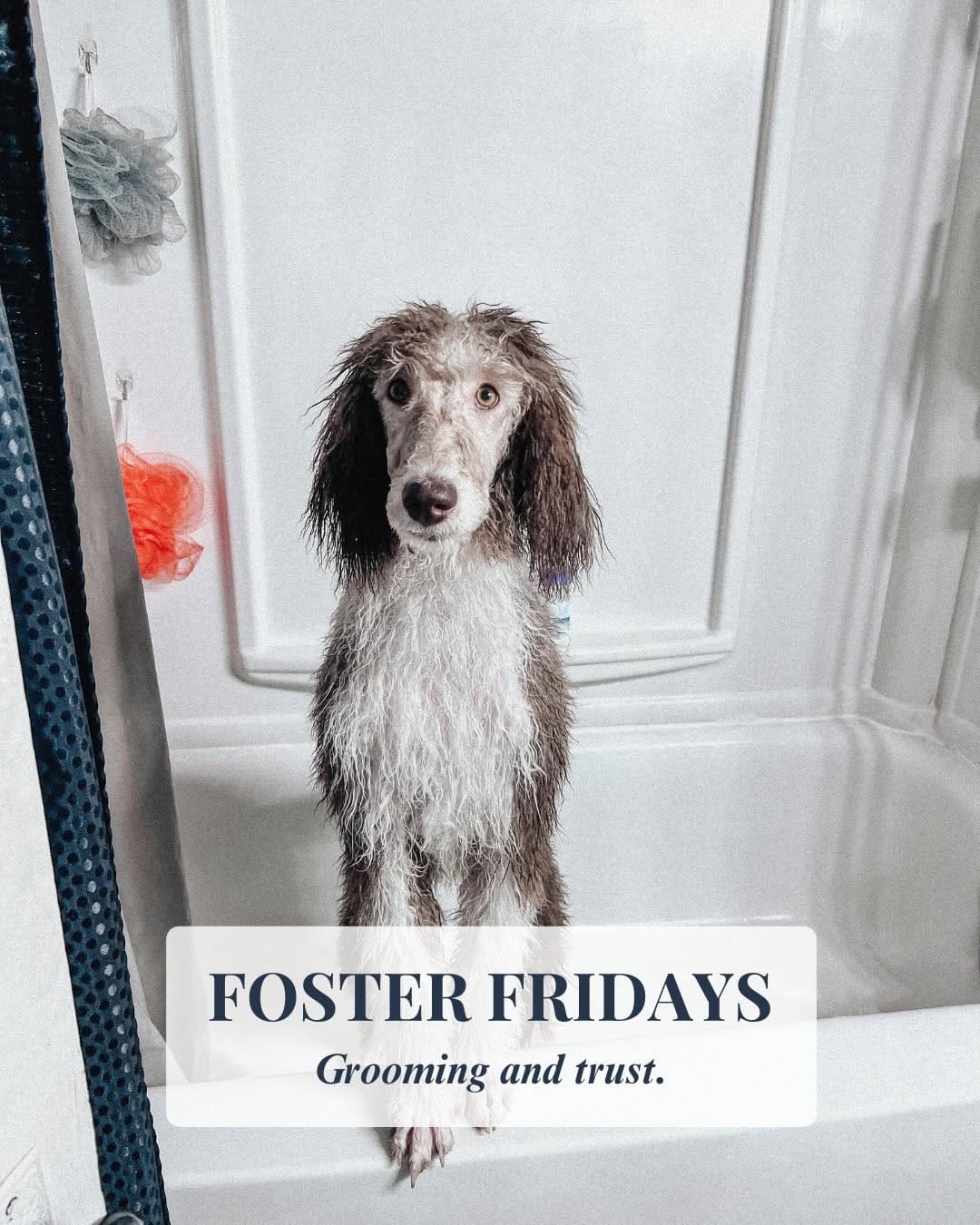 Post 3 by Northern Hope Dog Rescue on Instagram (carousel)