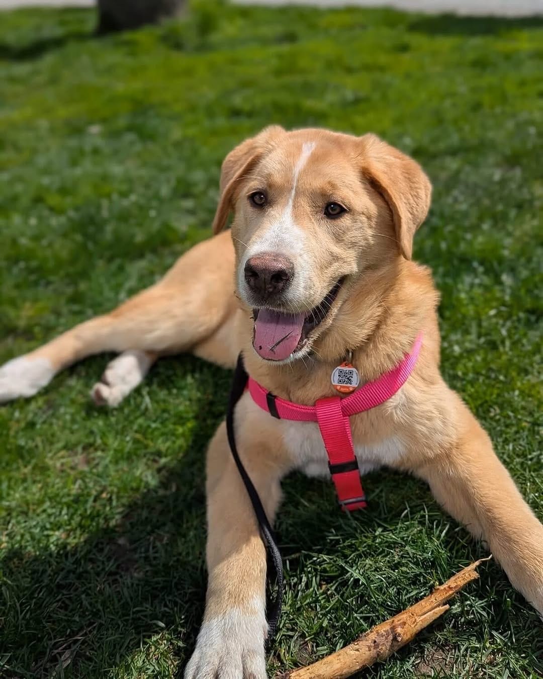 Post 5 by Northern Hope Dog Rescue on Instagram (carousel)