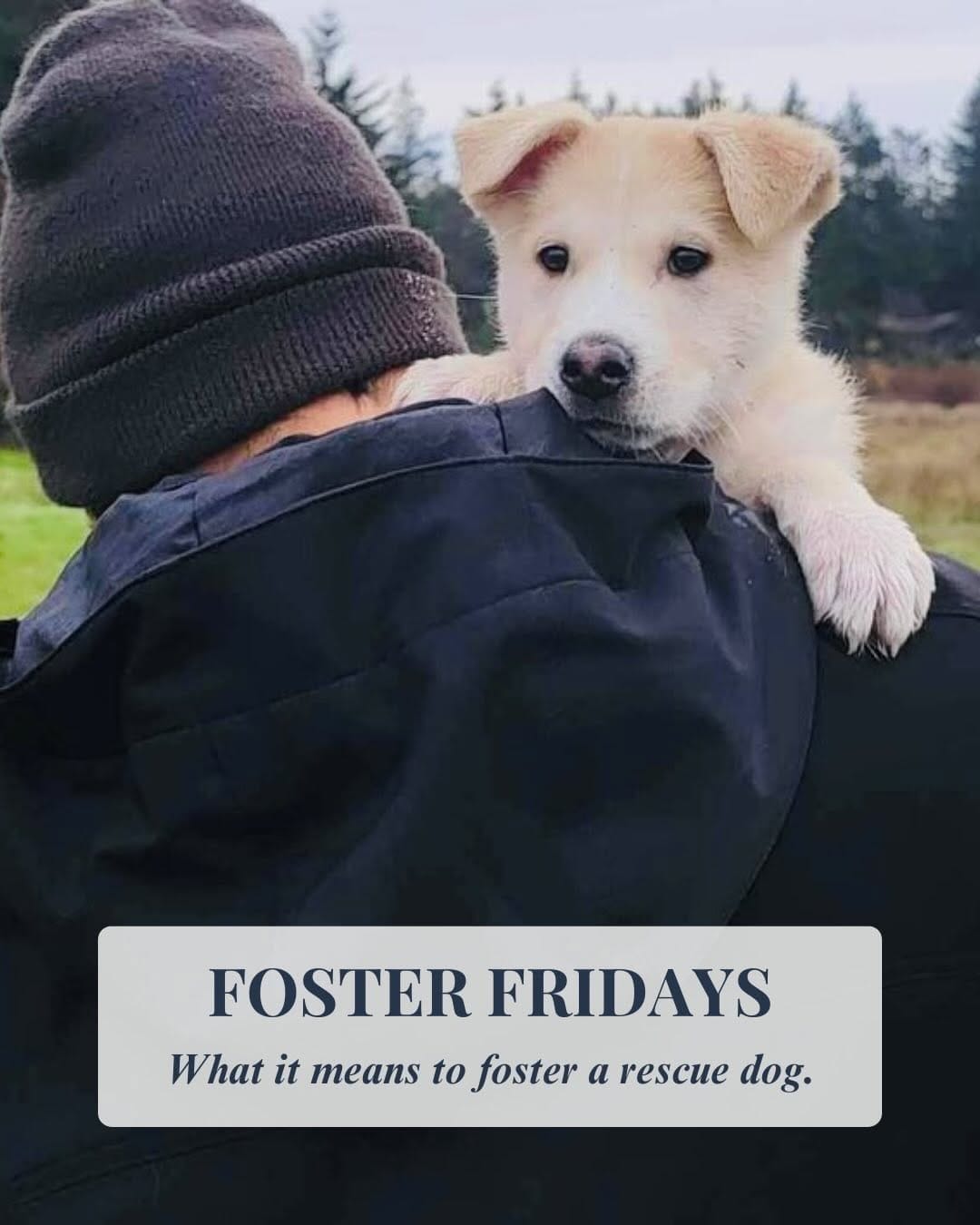 Post 10 by Northern Hope Dog Rescue on Instagram (carousel)