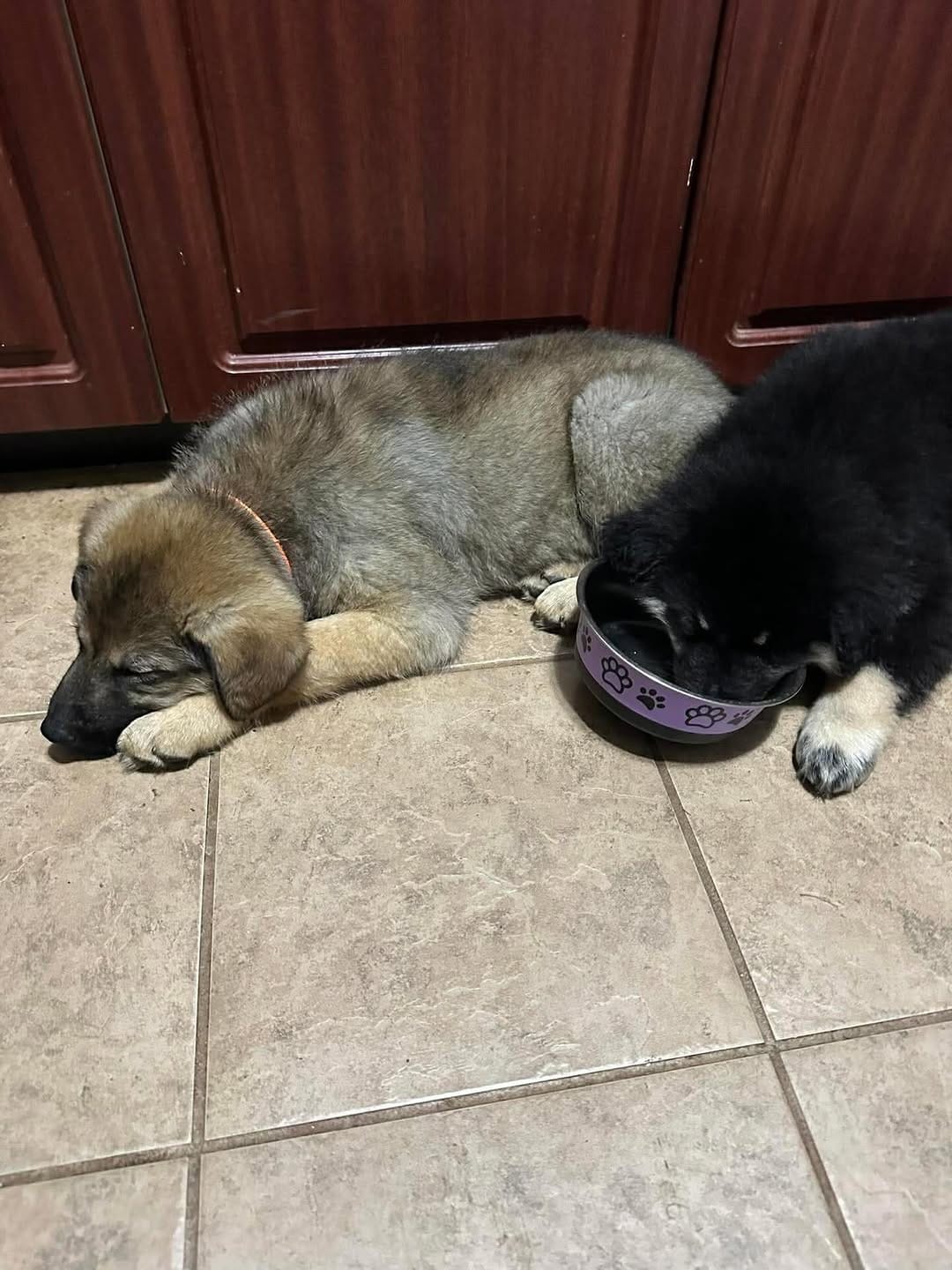 Post 7 by Northern Hope Dog Rescue on Instagram (carousel)