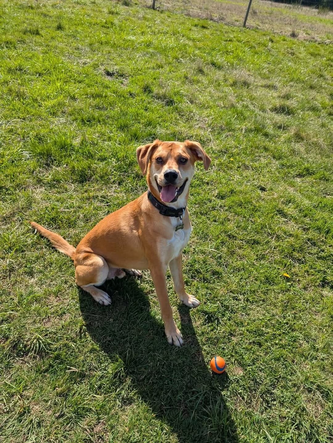 Post 9 by Northern Hope Dog Rescue on Instagram (carousel)