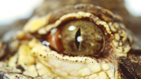 Post 2 by Little Ray's Nature Centre on Instagram (video)