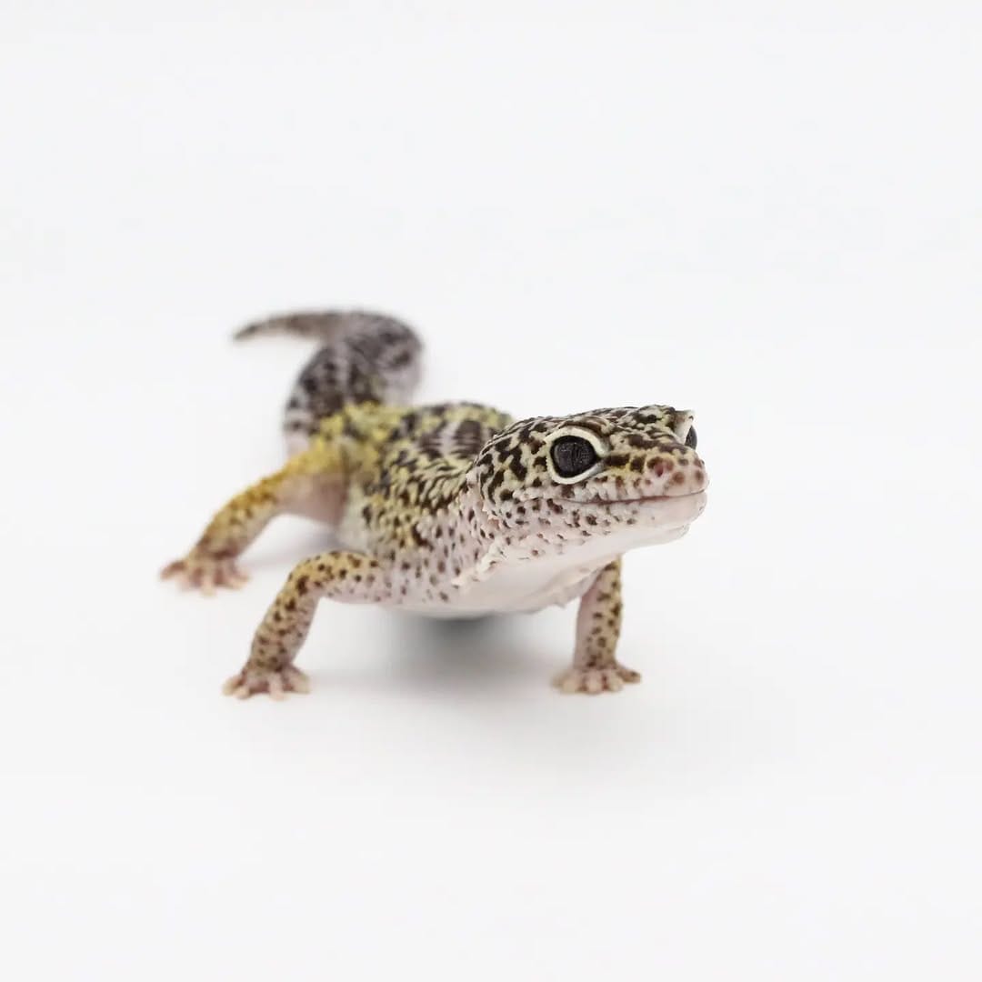 Post 6 by Little Ray's Nature Centre on Instagram (image)