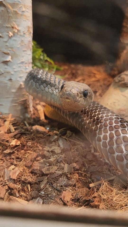 Post 5 by Little Ray's Nature Centre on Instagram (video)