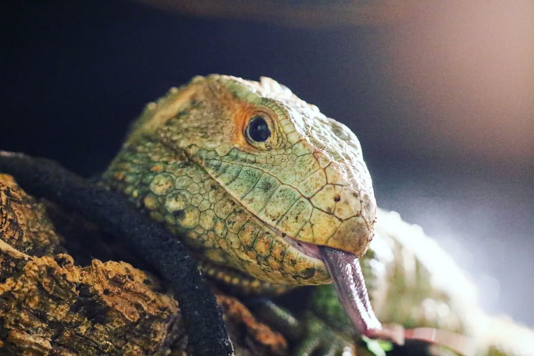Post 9 by Little Ray's Nature Centre on Instagram (image)