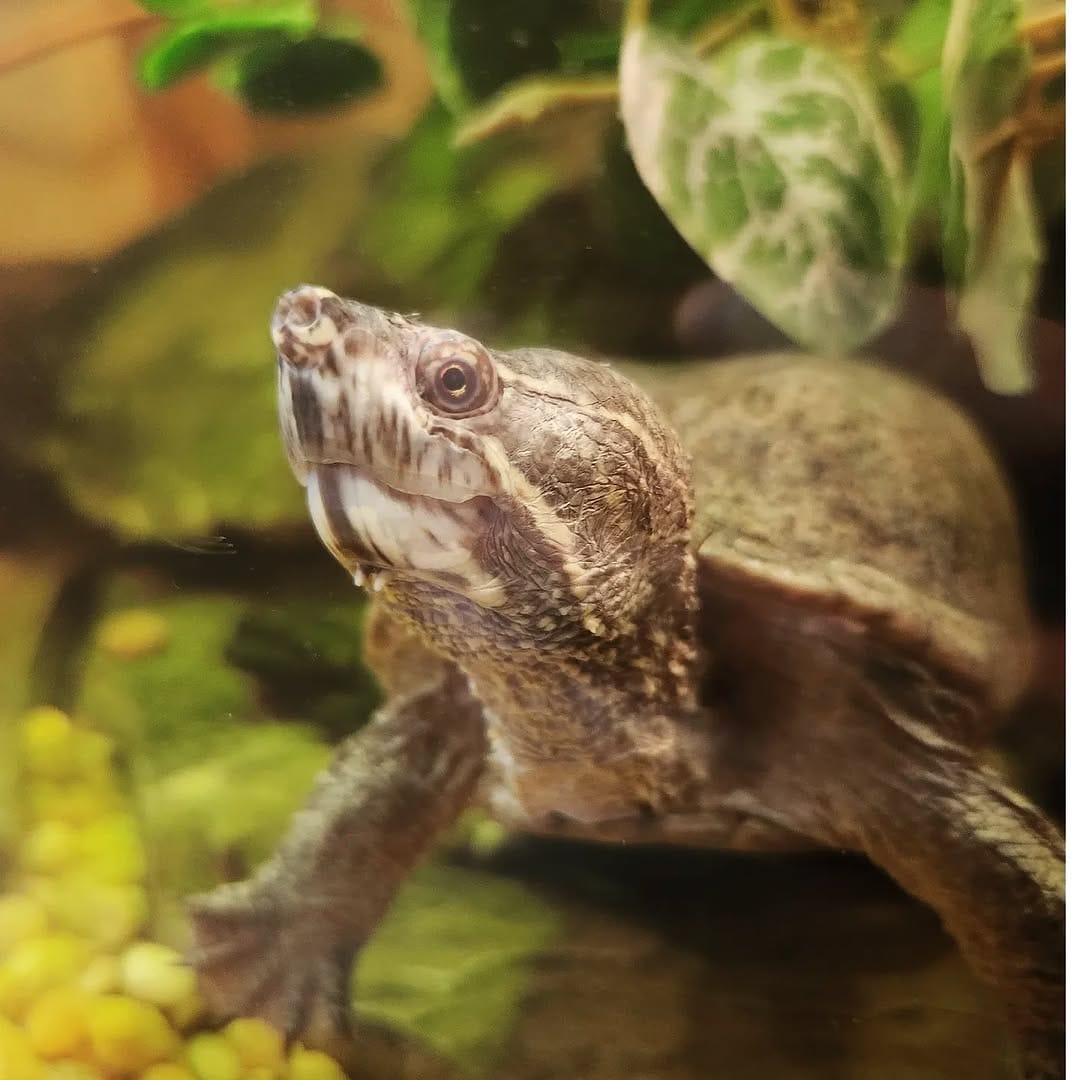 Post 10 by Little Ray's Nature Centre on Instagram (image)