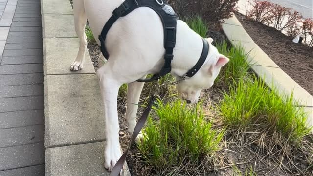 Post 4 by Running Dogs on Instagram (video)