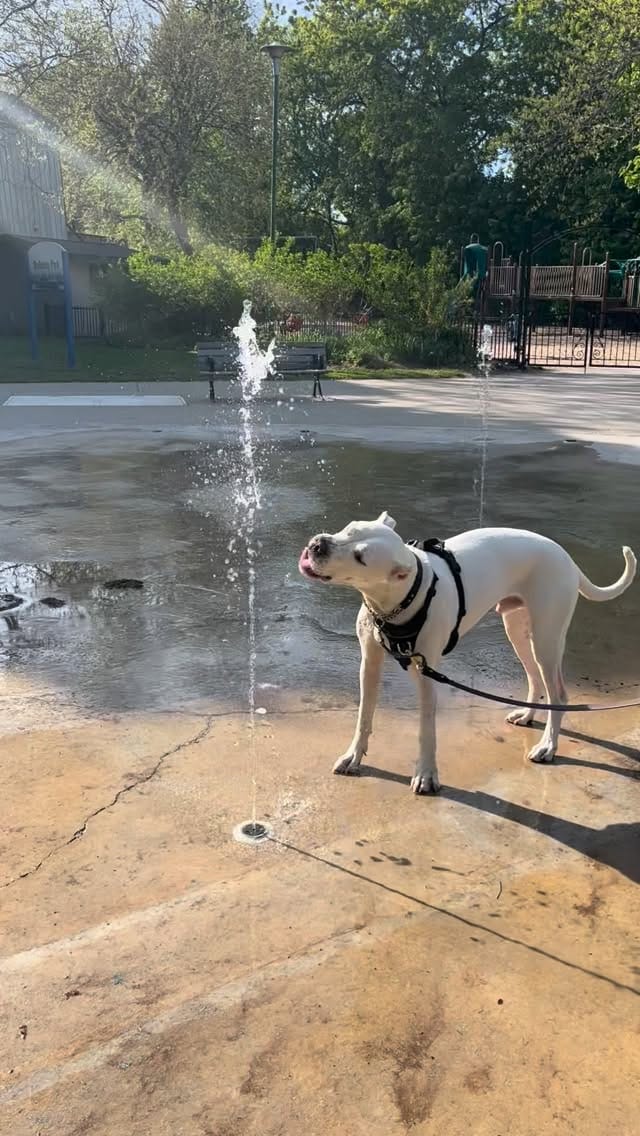 Post 2 by Running Dogs on Instagram (video)