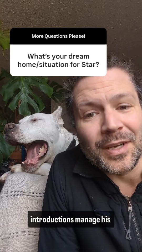 Post 5 by Running Dogs on Instagram (video)