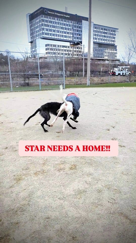 Post 7 by Running Dogs on Instagram (video)